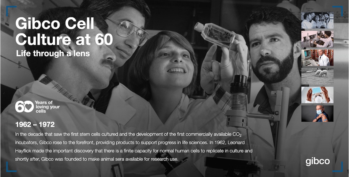 Gibco cell culture at 60